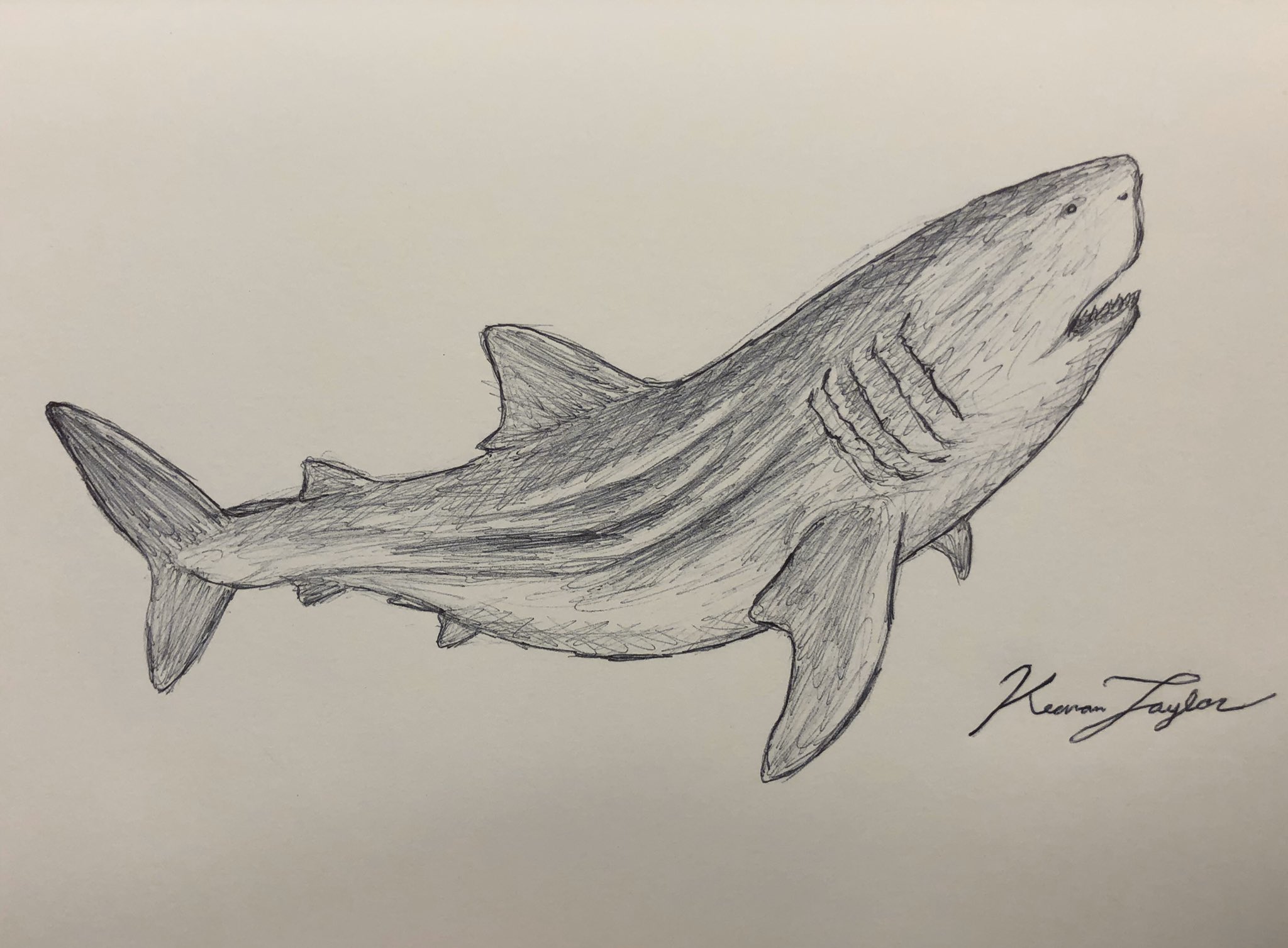 Keenan Taylor S Illustrated Menagerie He Him Twitter પર Quick Megalodon Sketch To Pass The Time During A Break Megalodon Shark Giant Jaws Meg Themeg Sketch Paleoart Monster T Co Hhgr5pcftd Twitter