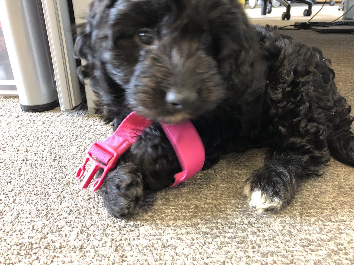 We had a special guest in the office today. His name is Jeeves and he’s 8 weeks old. He was very well behaved, and made us all feel broody for another dog in our lives! #onedogisneverenough #dogsaregoodforthesoul #adorablepup