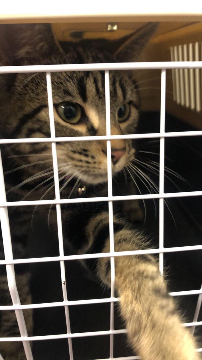 SolihullUpdates's tweet photo. #FOUND: Do you know who he belongs to?

Male cat (approx. 1 year old) found on Friday 28 February near Langley School buildings on #KinetonGreenRoad in #Olton #B92 Checked at a vets - no microchip or collar. Currently safe with a local resident. Please RT. https://t.co/G8HPIPd8V8