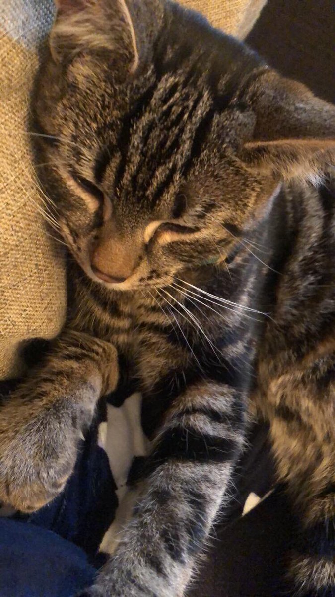 SolihullUpdates's tweet photo. #FOUND: Do you know who he belongs to?

Male cat (approx. 1 year old) found on Friday 28 February near Langley School buildings on #KinetonGreenRoad in #Olton #B92 Checked at a vets - no microchip or collar. Currently safe with a local resident. Please RT. https://t.co/G8HPIPd8V8