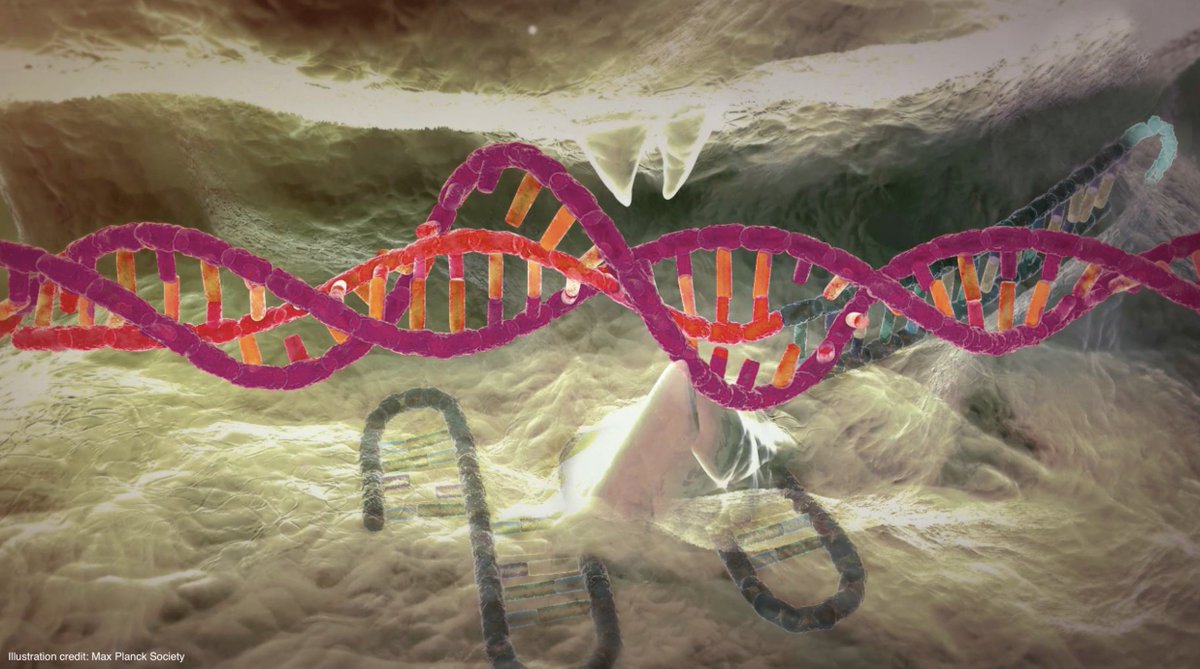 RoyalVoxPost's tweet photo. #CRISPR #Genomics: researchers found a way to increase the gene editing specificity of Cas9 in human cells and limit off-target effects. The findings could help develop new strategies to optimize genome engineering methods - https://t.co/7E2MysNdqu #Biochemistry https://t.co/Cql546rjgJ
