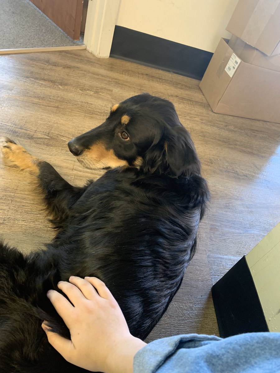sophieecapo's tweet photo. bernie journey day 2! today we have a very good boy and representative of #dogs4bernie in the office https://t.co/fVLRZHosJy