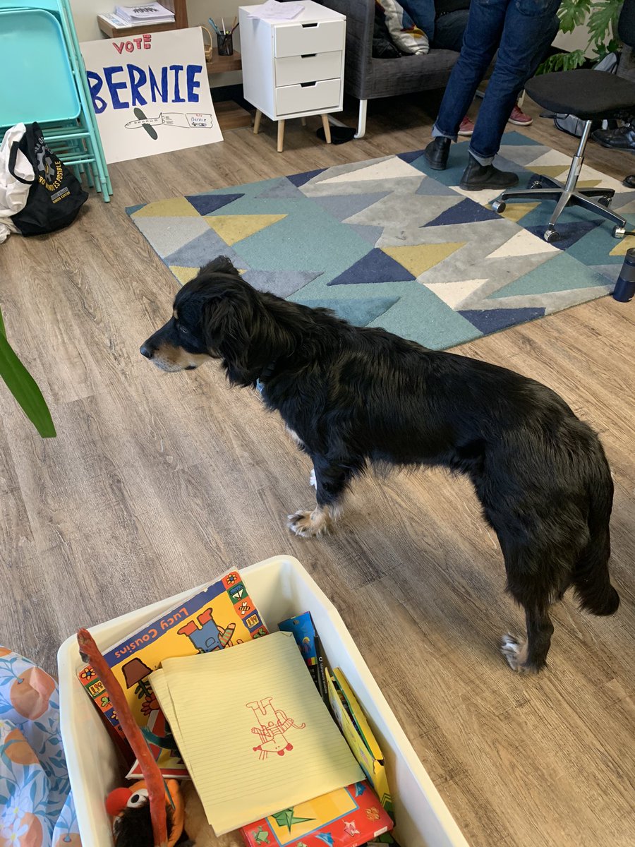 sophieecapo's tweet photo. bernie journey day 2! today we have a very good boy and representative of #dogs4bernie in the office https://t.co/fVLRZHosJy