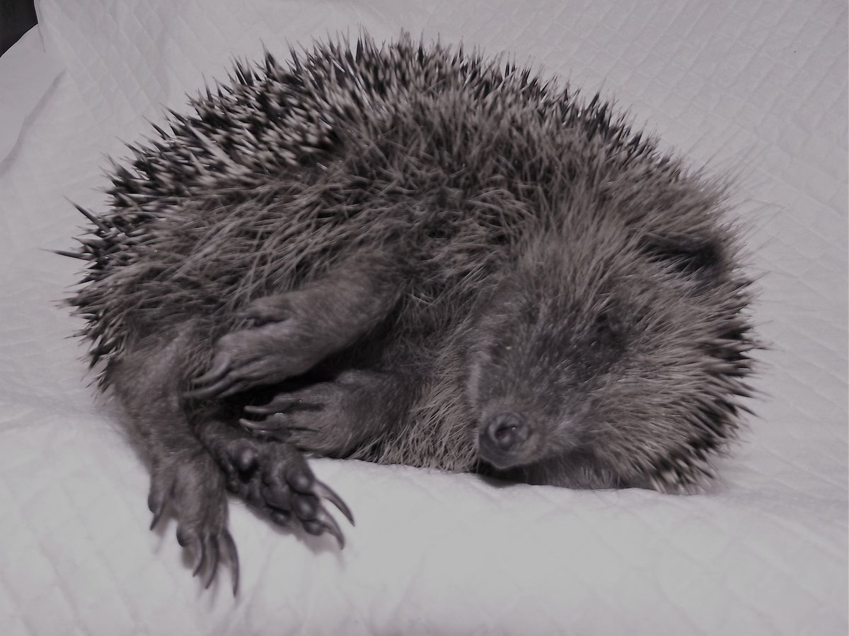 Hedgehog Cabin On Twitter Little Laker Died In Her Sleep At 3pm Today She Was Warm And Painfree It Wasn T Lack Of Compassion That Left Her Out Too Late To Be Revived