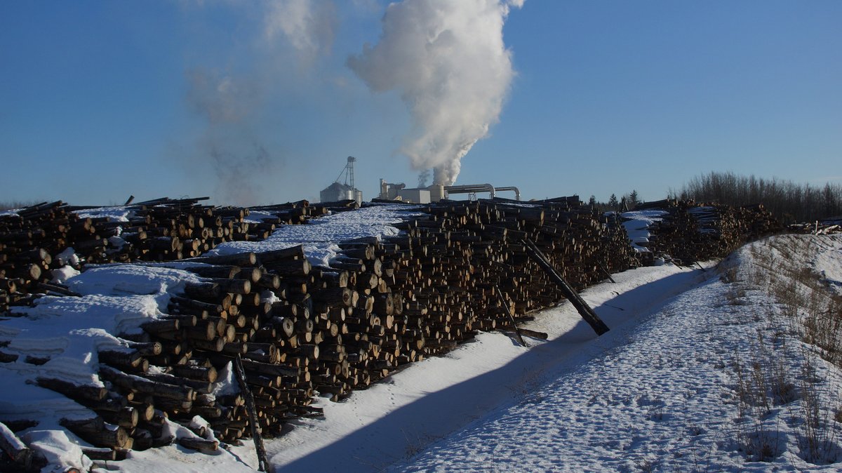 stopthespraybc's tweet image. Yard full of deciduous in Prince George at a bioenergy plant.  Much of this is harvested under Forest Stewardship Plans that will not allow these harvested deciduous to regenerate.  #ecologicalconversion and #ecocide is required, even though people earned money off of these.
