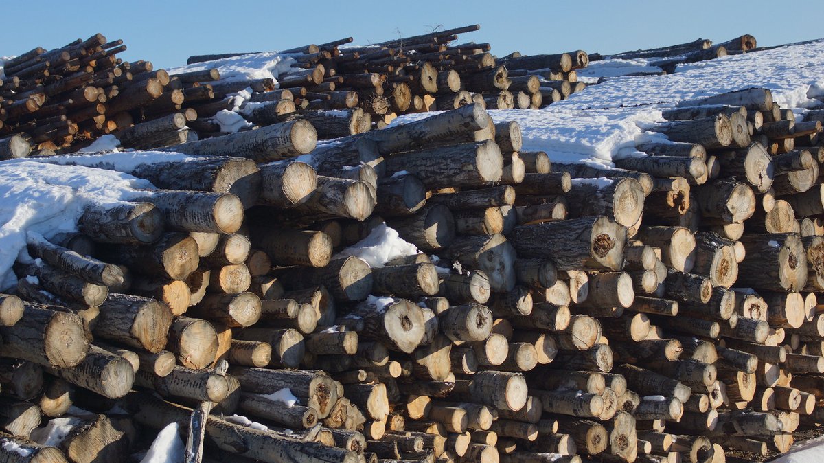 stopthespraybc's tweet image. Yard full of deciduous in Prince George at a bioenergy plant.  Much of this is harvested under Forest Stewardship Plans that will not allow these harvested deciduous to regenerate.  #ecologicalconversion and #ecocide is required, even though people earned money off of these.