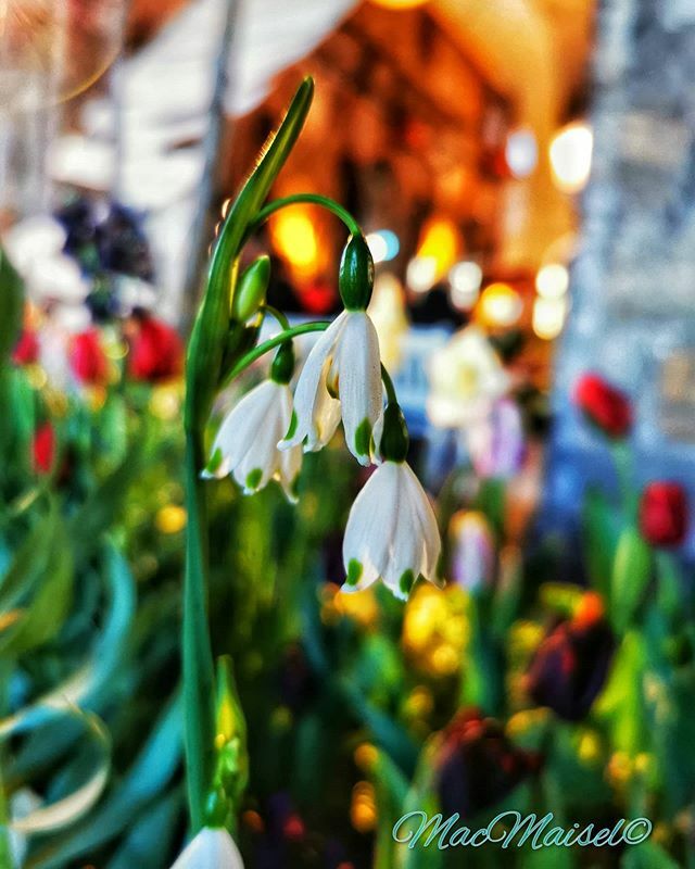 MacMaisel's tweet photo. #dresdnerfrühlingimpalais #2020 #blütezeiten #frühlingsblütenschau #grossergarten #palais #großerfestsaal https://t.co/JX8FKLdnEo