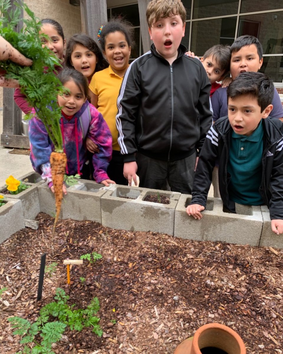 Students reacting to the carrot Garden Club pulled that's been growing since the fall. #gpisdeco