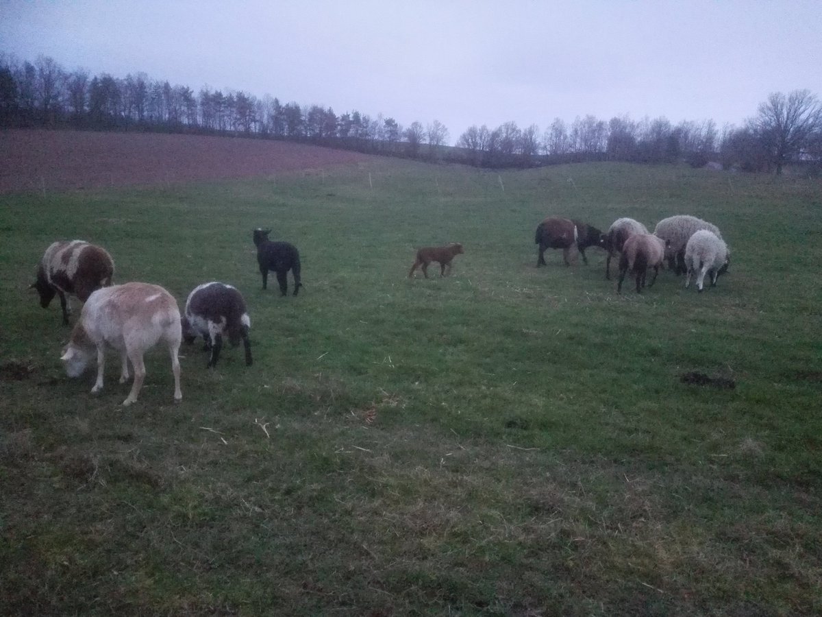 kristallnaach's tweet photo. Ich habe ganze 7Tage nicht mehr über meinen Anbieter gemeckert? Ihr habt es sicher schon vermisst..
Na klar doch..es ist ein neuer Monat..und dann geht es wieder 3Wochen nicht...bravo..
#Internet #Intervallinternet
#vomLiebenNachbarnGesendet https://t.co/aO2FVkthCr