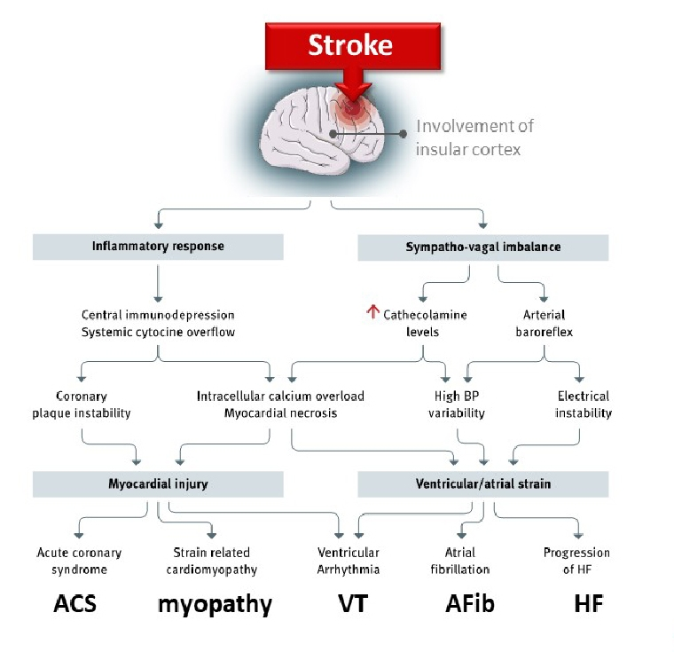 icorvilud's tweet photo. STROKE HEART SYNDROME
Great #uptdate focusing #Stroke as Interdisciplinary Disease (Neurocardio Link) https://t.co/mXqbITCsZ7
#Afib #cardiacmonitoring #inflammation #cardiovascularprevention #thrombolysis #diabetes #heartfailure #neurocardio Atrial #myopathy #cardiotwitter https://t.co/cOT3QbKrWi
