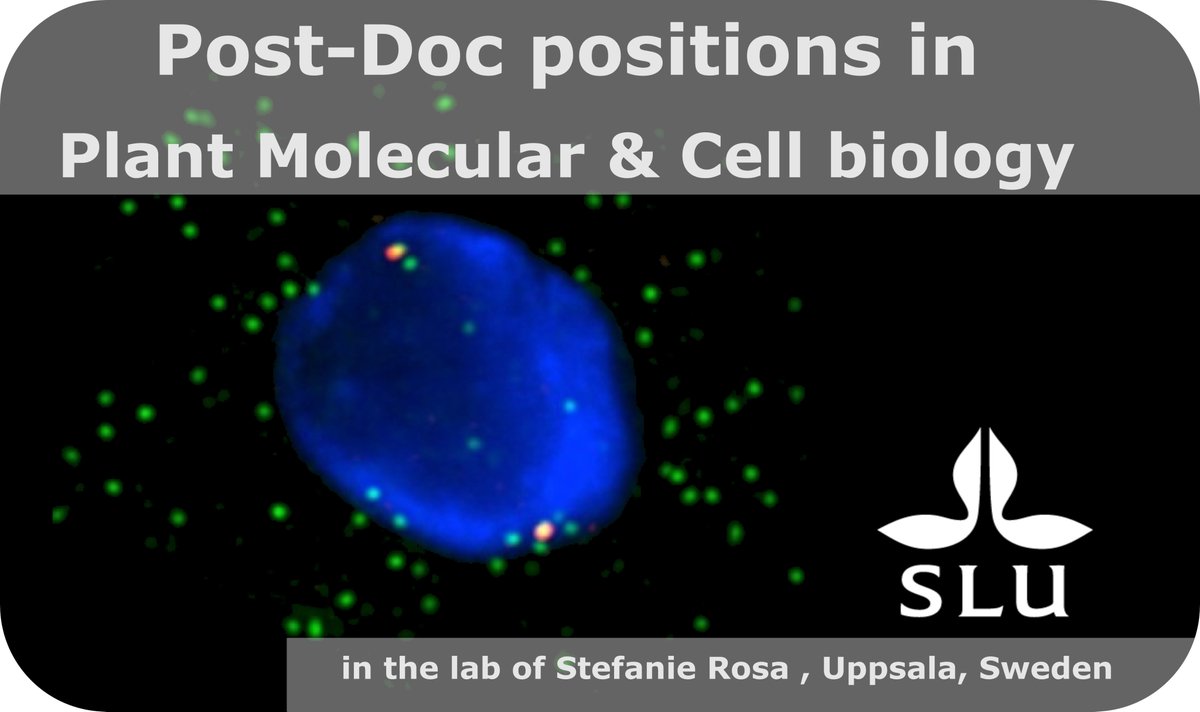 SicardAdrien's tweet photo. Interested in nuclear organization, genome integrity, and gene regulation? #postdoc positions are available in the Rosa lab SLU Uppsala. See details: https://t.co/4H5zcU1aKh.  #postdocposition #sciencejobs #researchjobs  #FindResearchPosition #cellbiology https://t.co/CvVENxCfdz