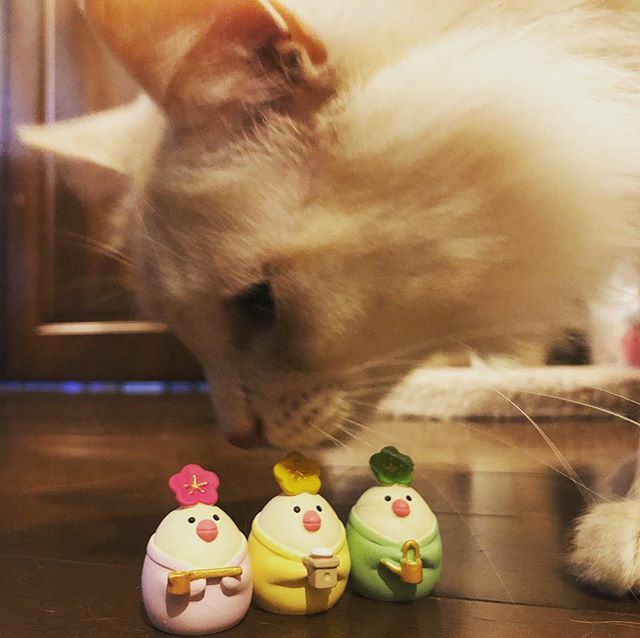 caracatcafe's tweet photo. ダルは男の子だからお雛様はカンケーないねー
#三チュン官女
#ひにゃ祭り
#ダル
#保護猫
#ねこのいる暮らし #ねこのいる生活
#cat #catsofinstagram #instacat #sweetcatshub
#猫 #ねこ #ネコ #猫カフェ #caracatcafe #箕面 #北摂
#cccs05d https://t.co/LqviHMHXnA