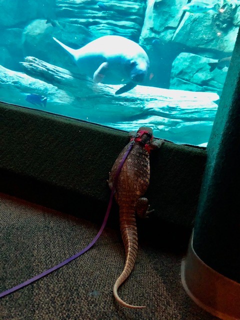 Arlo the Savannah monitor developed quite a liking for the manatees today! #ManateeMonday