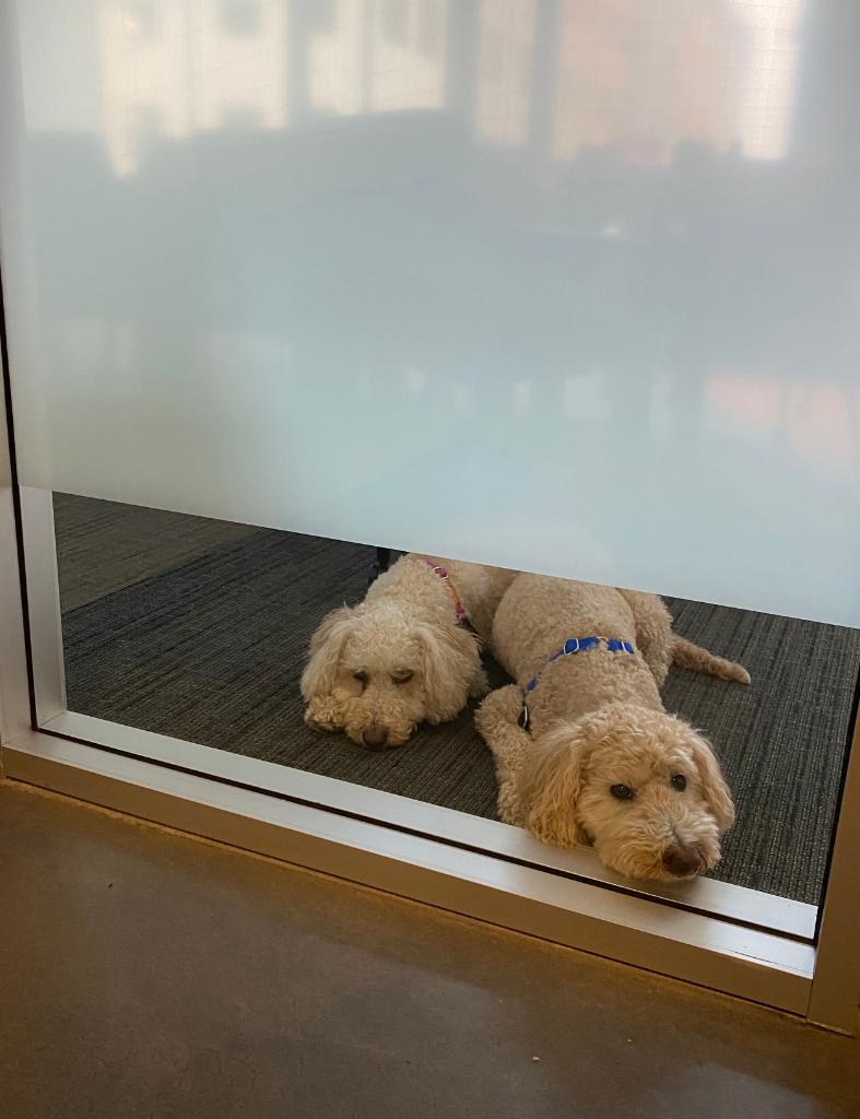 amazonnews's tweet image. Monday meetings. 🙃 #DogsOfAmazon