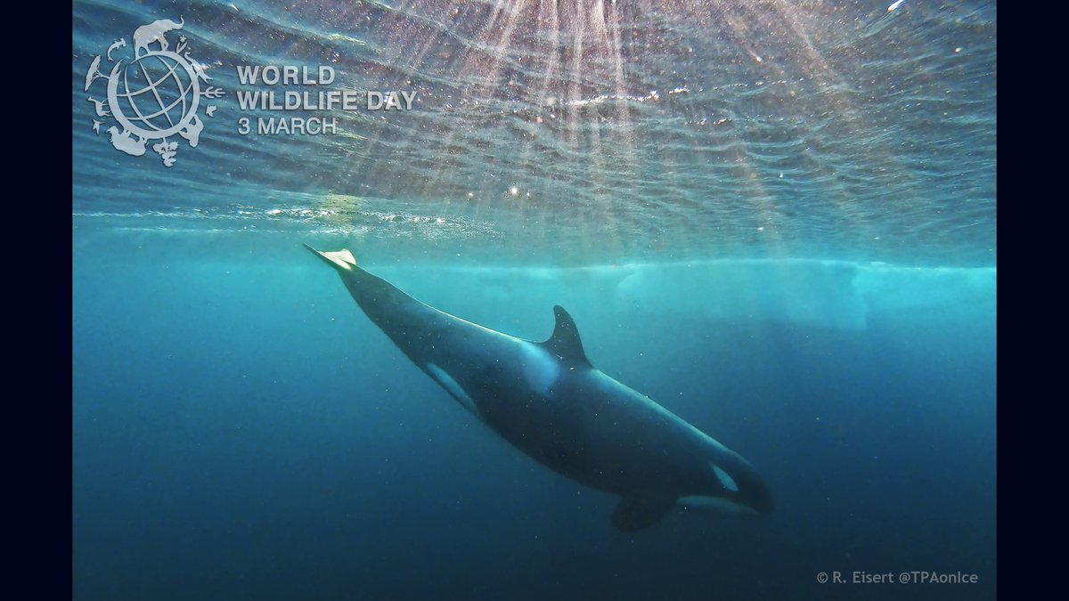 TPAonIce's tweet photo. Happy #WorldWildlifeDay! And it's 🌊Seaweek Kaupapa Moana in NZ 🇳🇿 So let's hear it for #MarineConservation 🐳#MPA #ocean #Antarctica #SustainingAllLife @UNEP #WWD2020 @pewenvironment @docgovtnz 🐬💙🇦🇶 https://t.co/40ZpXRDRyV