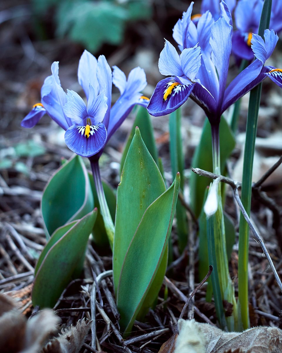 parzelle94's tweet photo. Für mich gehören die kleinen Netzblattiris zu den schönsten Frühblühern! Sie sind nur ziemlich schwierig zu fotografieren ;-)
Hast Du auch welche im Garten?
#netzblattiris #blüten #frühblüher #garten #zwiebelblumen https://t.co/C5BjfRosen