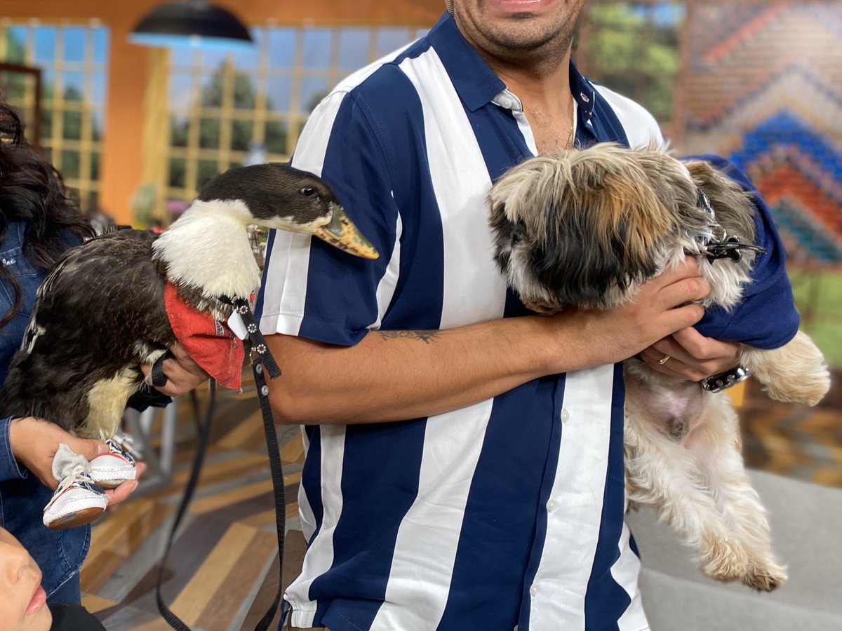 BrunitoVLA's tweet photo. ¡Estoy que ladro de la emoción porque conocí a mi tocaya #Bruna, la patita que se hizo viral en redes sociales! 
🎉🦆🚉

¿Qué tal me vería con tenis? 
🐶🐾👟 https://t.co/bMi1wO2umZ