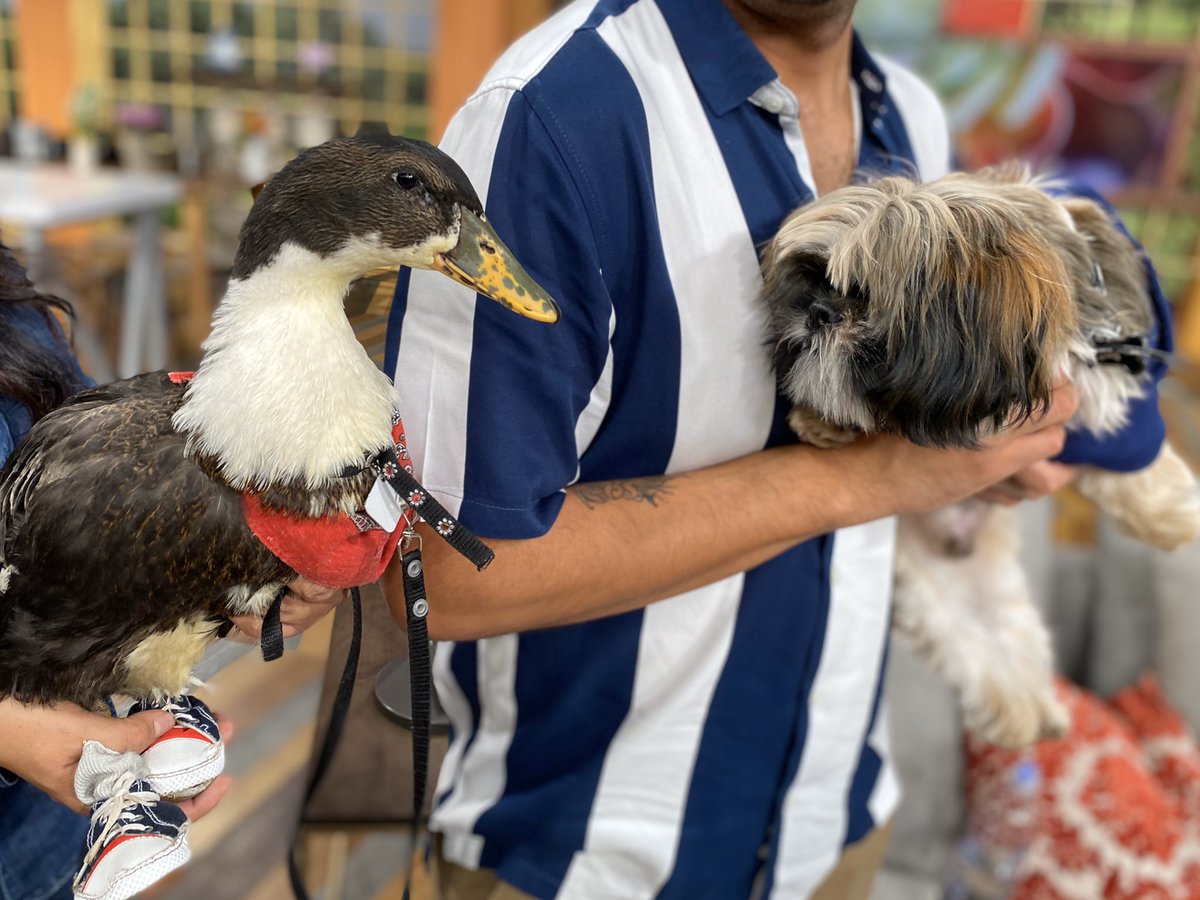 BrunitoVLA's tweet photo. ¡Estoy que ladro de la emoción porque conocí a mi tocaya #Bruna, la patita que se hizo viral en redes sociales! 
🎉🦆🚉

¿Qué tal me vería con tenis? 
🐶🐾👟 https://t.co/bMi1wO2umZ