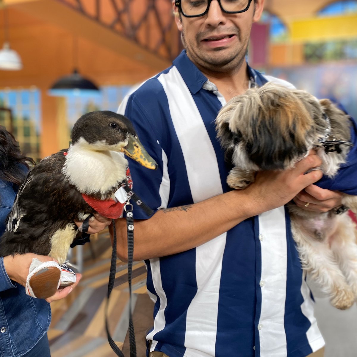 BrunitoVLA's tweet photo. ¡Estoy que ladro de la emoción porque conocí a mi tocaya #Bruna, la patita que se hizo viral en redes sociales! 
🎉🦆🚉

¿Qué tal me vería con tenis? 
🐶🐾👟 https://t.co/bMi1wO2umZ
