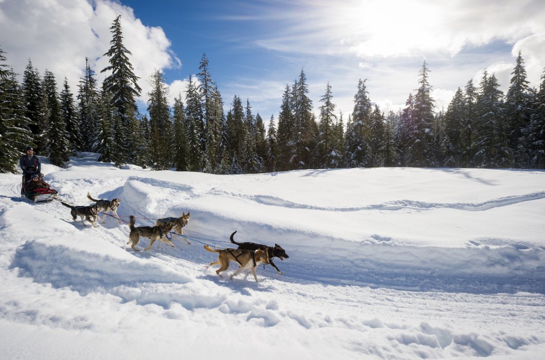 reservesnow's tweet photo. ANOTHER CONTEST...Because We Are JUST. THAT. NICE. Enter to win a FREE, yes free, round trip transportation to Whistler on the Snowbus and a Canadian Wilderness Adventures Dogsled trip for 2! To Enter follow us @snowbus and like this post...Winner announced March 12th!! https://t.co/Hs6oTfZbRS