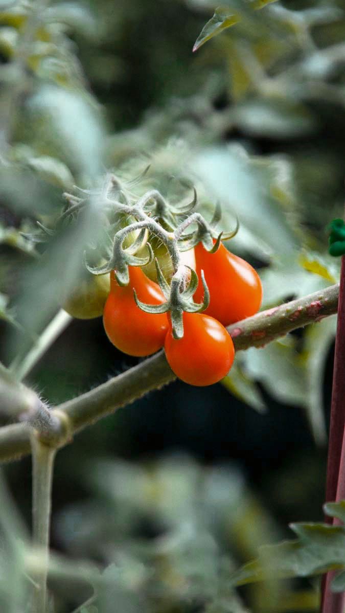 On a rainy day like today, we're dreaming of the warmer days to come ☀️

We can't wait to have our patio garden growing again 🌱🍅

#toronto #food #torontofood #fresh