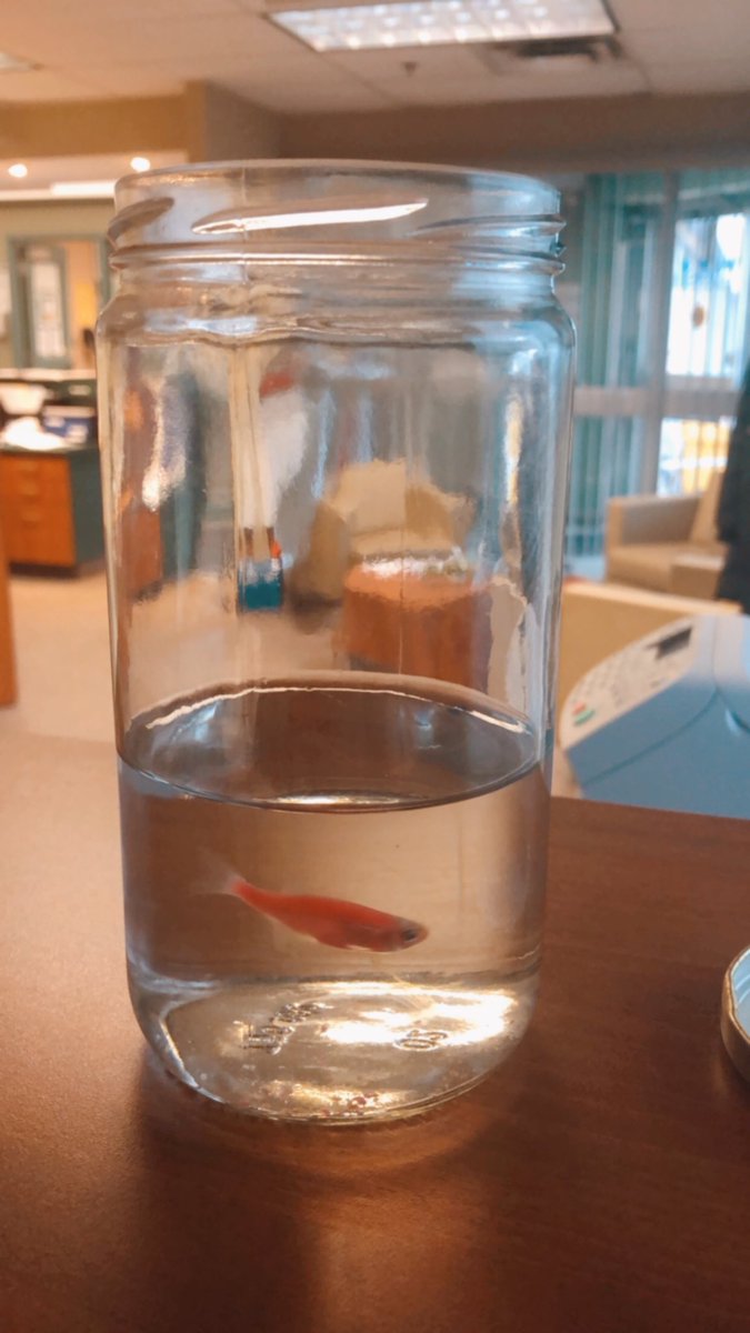 Merton_HCDSB's tweet photo. Look who showed up in our learning community today!!!!! #schoolfish #lostandfound https://t.co/fcvMTxcSS3