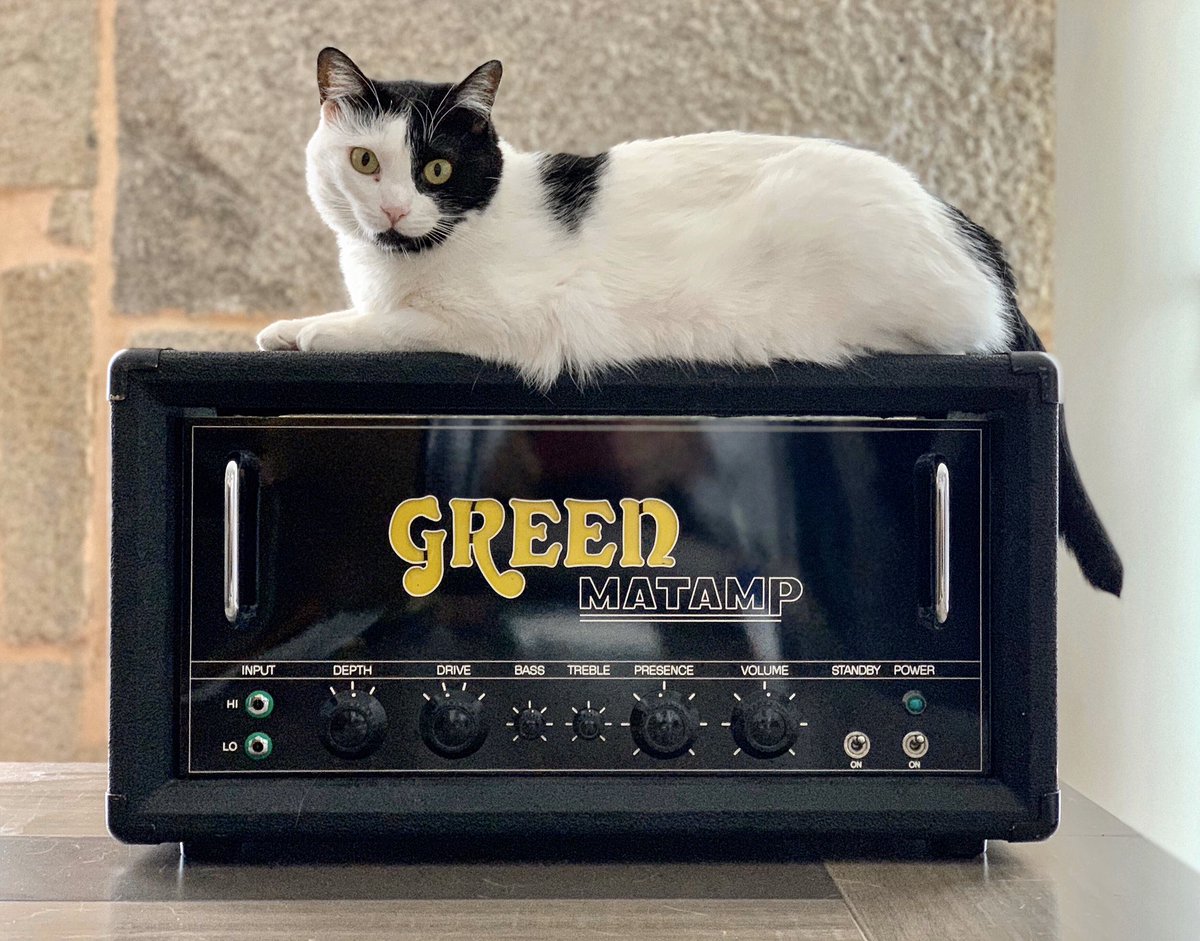 catsonamps's tweet photo. Here she is, the beautiful #missmarch Misha. Thx @pedaltvchannel Ms March Cats on Amps 2020 Calendar. Happy March everyone, #fuzz #life #riffsandspliffs #catcalendar #matamp #catsonamps @matampofficial https://t.co/jgw6FaQlsN