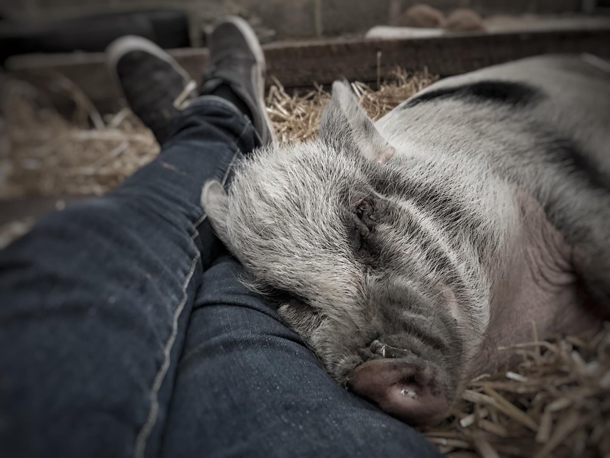 AnimalGoatacre's tweet photo. Some days you just need to sit, not say a word and be with someone that knows how you are feeling. Signing off on a Monday.. Goodnight all ❤️ #pig #BestFriend #sanctuary #vegan https://t.co/2ezsYlvtsI