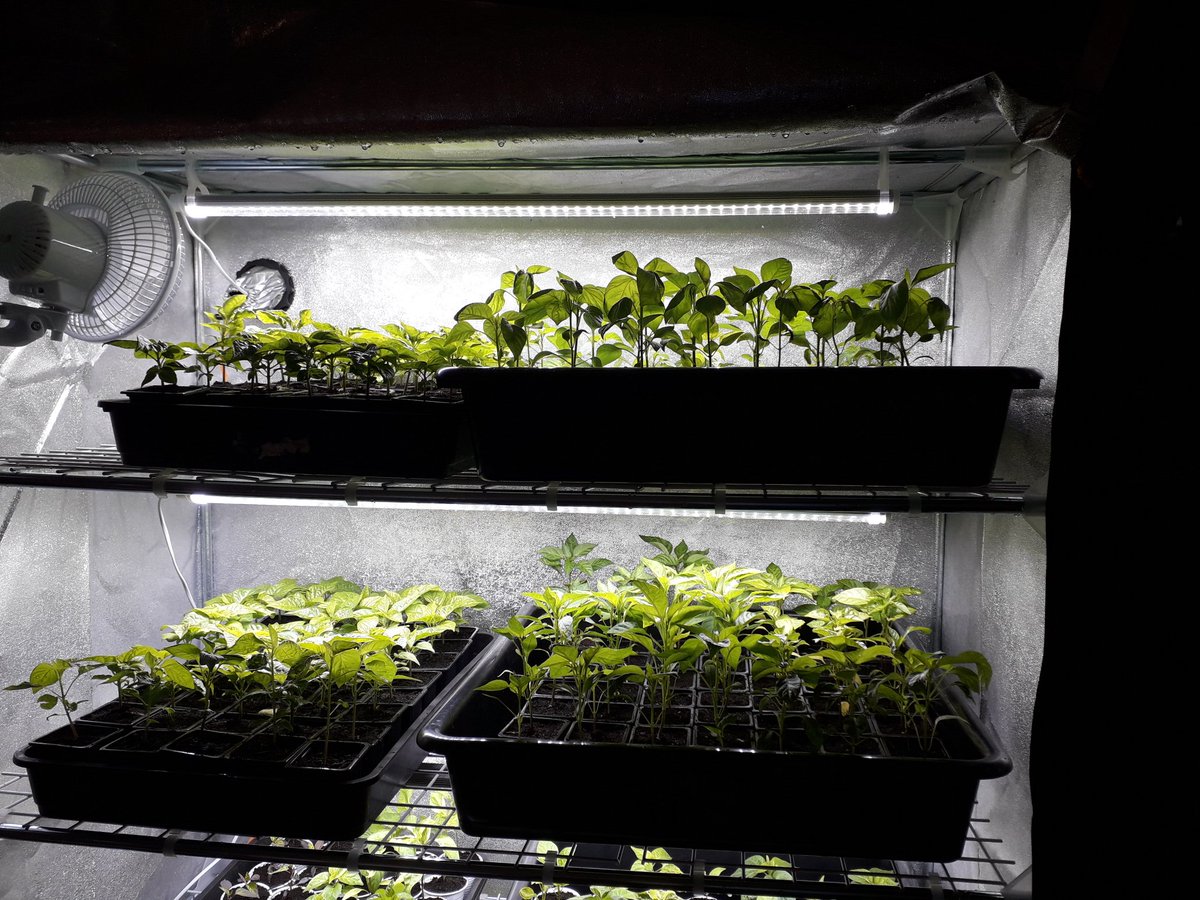 ChilliExperienz's tweet photo. #chilli #secretjardim #growtent #hothothot #chilligrow2020 #chillifarm #chilliexperience https://t.co/iA4d3BPcib