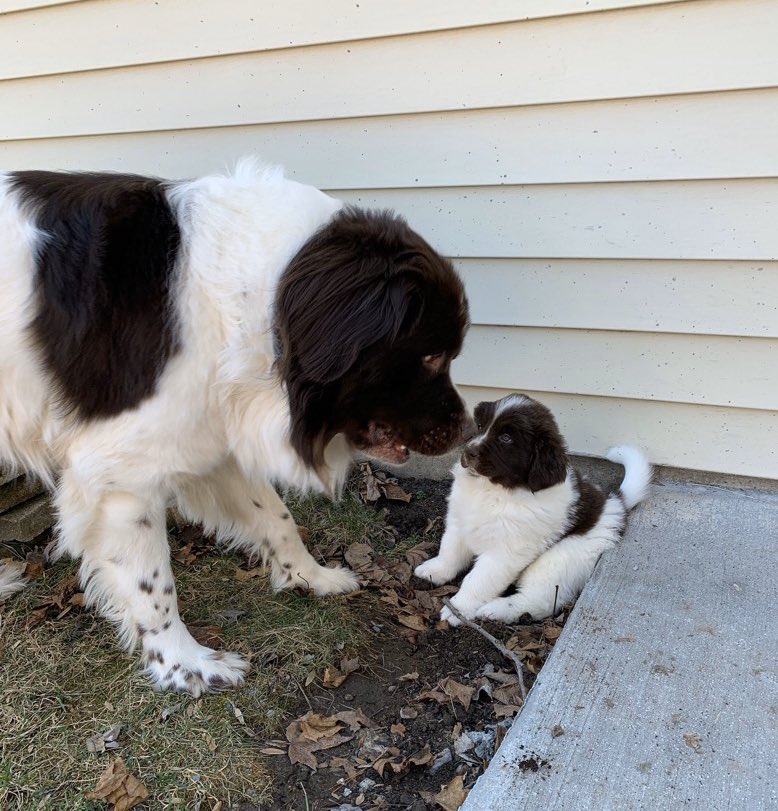 dog_rates's tweet photo. This is Cooper and his son, Walter. Cooper got called down to puppy school because Walter wrote “heck” on the whiteboard. That language will not be tolerated and it’s safe to say Cooper is appalled. Still 12/10 for both https://t.co/kai9NEYbzD
