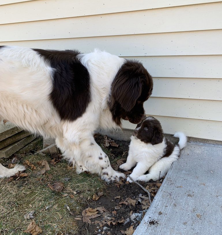 dog_rates's tweet photo. This is Cooper and his son, Walter. Cooper got called down to puppy school because Walter wrote “heck” on the whiteboard. That language will not be tolerated and it’s safe to say Cooper is appalled. Still 12/10 for both https://t.co/kai9NEYbzD
