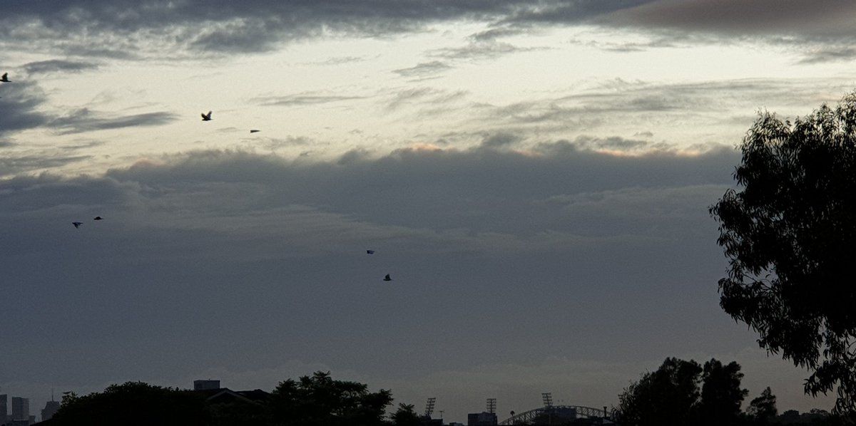 CherScheff's tweet photo. Skies last week #Februaryclouds
#Birds https://t.co/IwFMctQDT0
