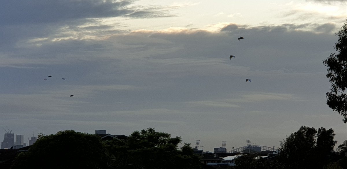 CherScheff's tweet photo. Skies last week #Februaryclouds
#Birds https://t.co/IwFMctQDT0
