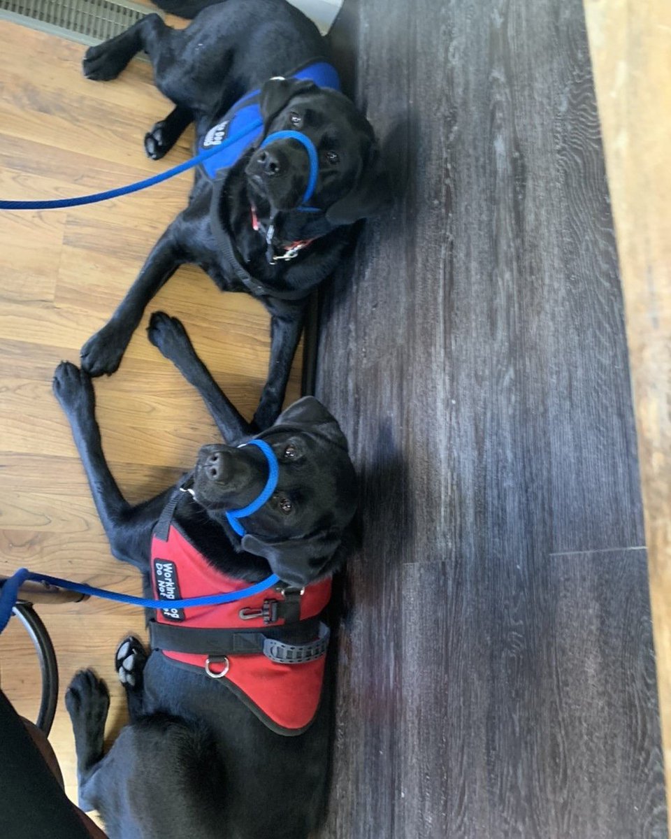 DogsForOurBrave's tweet photo. #servicedogs #dogsforourbrave #dfob #sisterdogs #dogs #stlouis https://t.co/wzWjKmUXlM