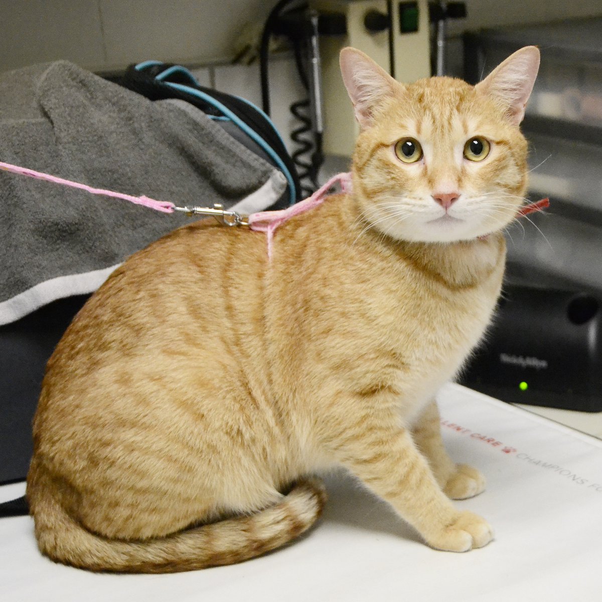 BCAHToronto's tweet photo. Meet Obi-Wan, the travelling kitty! He is almost two years old and has travelled across three continents. 🗺
#travellingcat #obiwan #travelcat #hyperspeed #catoftheday #catlife #catlover #petlove #petsoftoronto #vetvisit #atthevet #danforth #bcah #animalhospital https://t.co/IlQEQQ7tSm