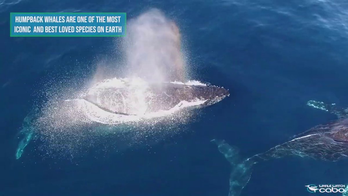 Whale Watch Cabo tweet media