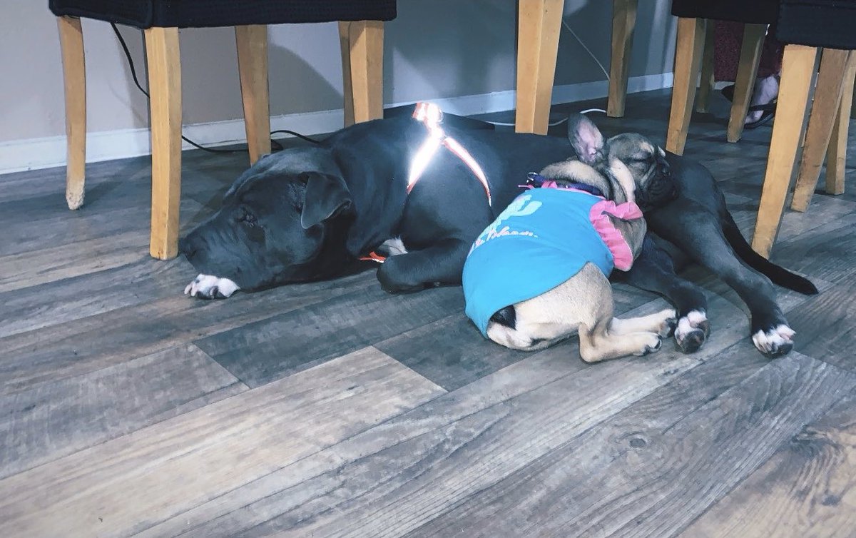 RicardoEMY's tweet photo. My babies !!! 🐶🐶 https://t.co/mTAXdP72pG