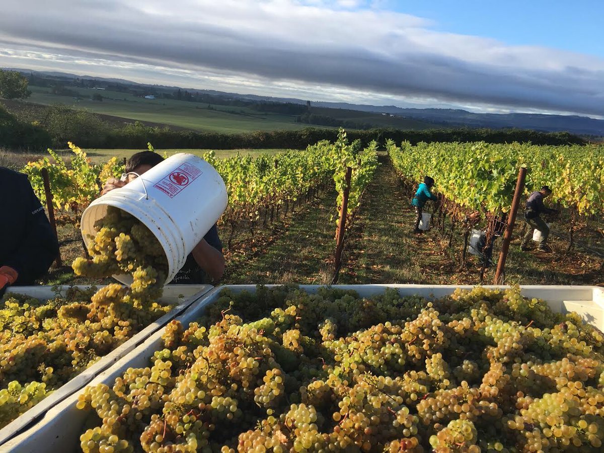 WVauction's tweet photo. The cellar teams at @BrittanPinot and @Adelsheim are longtime pals, so it was a natural fit for them to partner up and create a Chardonnay lot featuring the best of Ribbon Ridge and McMinnville AVAs: The McRib! Learn more about it at https://t.co/TlmtNc5dsu #wvauction https://t.co/tjbYowBXUm