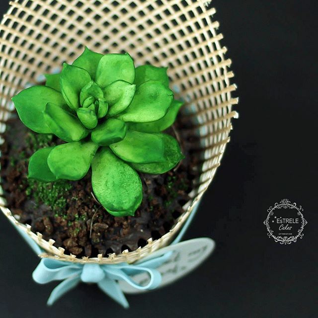 EstreleCakes's tweet photo. I wet my plants  #punnyfood #itsalledible #weddingcupcakes #weddingfavoursideas #yorkshirewedding #succulentcakes https://t.co/FMgveDzLj4
