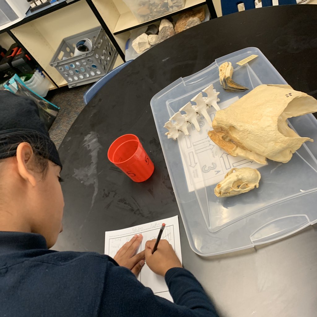 MrsH_SciLab's tweet photo. What can the bones tell us? #lifescience @DrNHJones https://t.co/Z5oey1T4xN