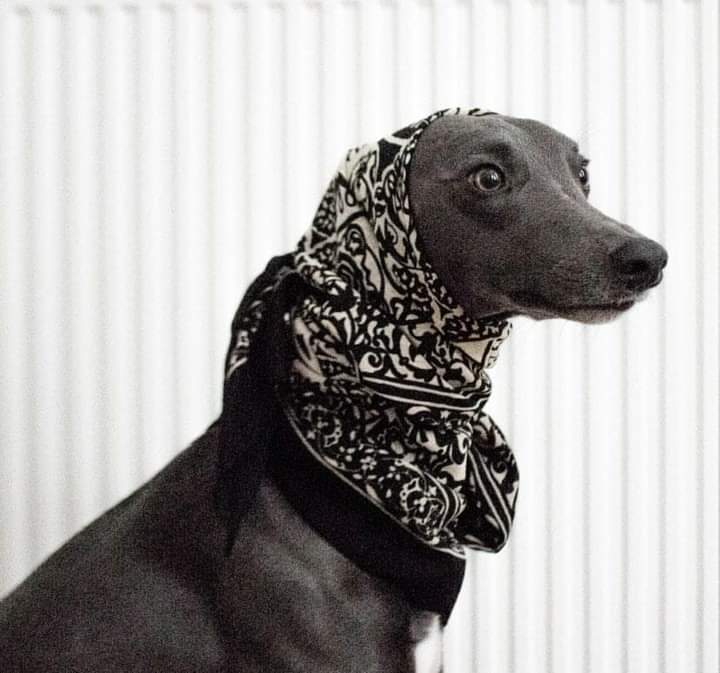 The Old School House (@toshboscombe) on Twitter photo OH. MY. DOG.
3 Reasons to join us for Dog Life Drawing this Sunday:
1. Cute pups to draw and fuss
2. Profits support fabbo charity <a href="/helpful_hounds/">Helpful Hounds</a>
3. You can enjoy puns including but not limited to #labradoodle #poodledoodle #whippetsnippets
eventbrite.co.uk/e/dog-life-dra… OH. MY. DOG.
3 Reasons to join us for Dog Life Drawing this Sunday:
1. Cute pups to draw and fuss
2. Profits support fabbo charity <a href="/helpful_hounds/">Helpful Hounds</a>
3. You can enjoy puns including but not limited to #labradoodle #poodledoodle #whippetsnippets
eventbrite.co.uk/e/dog-life-dra…
