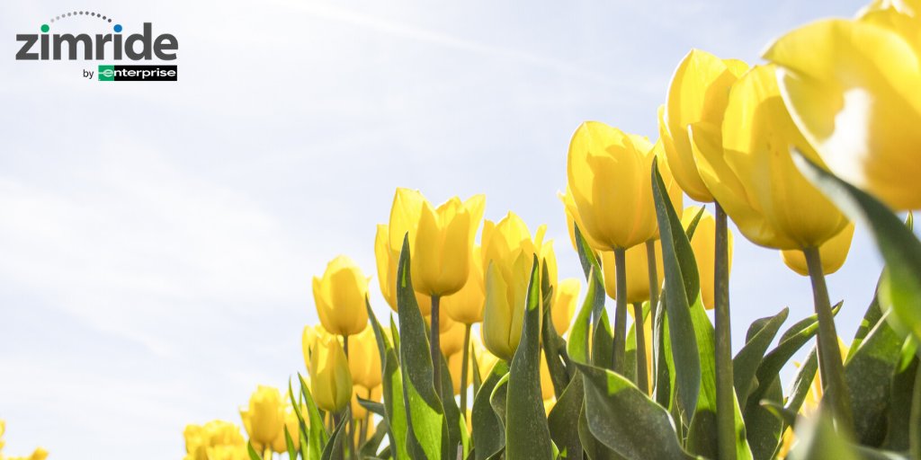 What are your plans for Spring Break? If you are looking for rides to share, head over to zimride.com/wsu to fill your car or catch a ride with someone! #ZimrideGreatMinds <a href="/zimride/">Zimride</a>