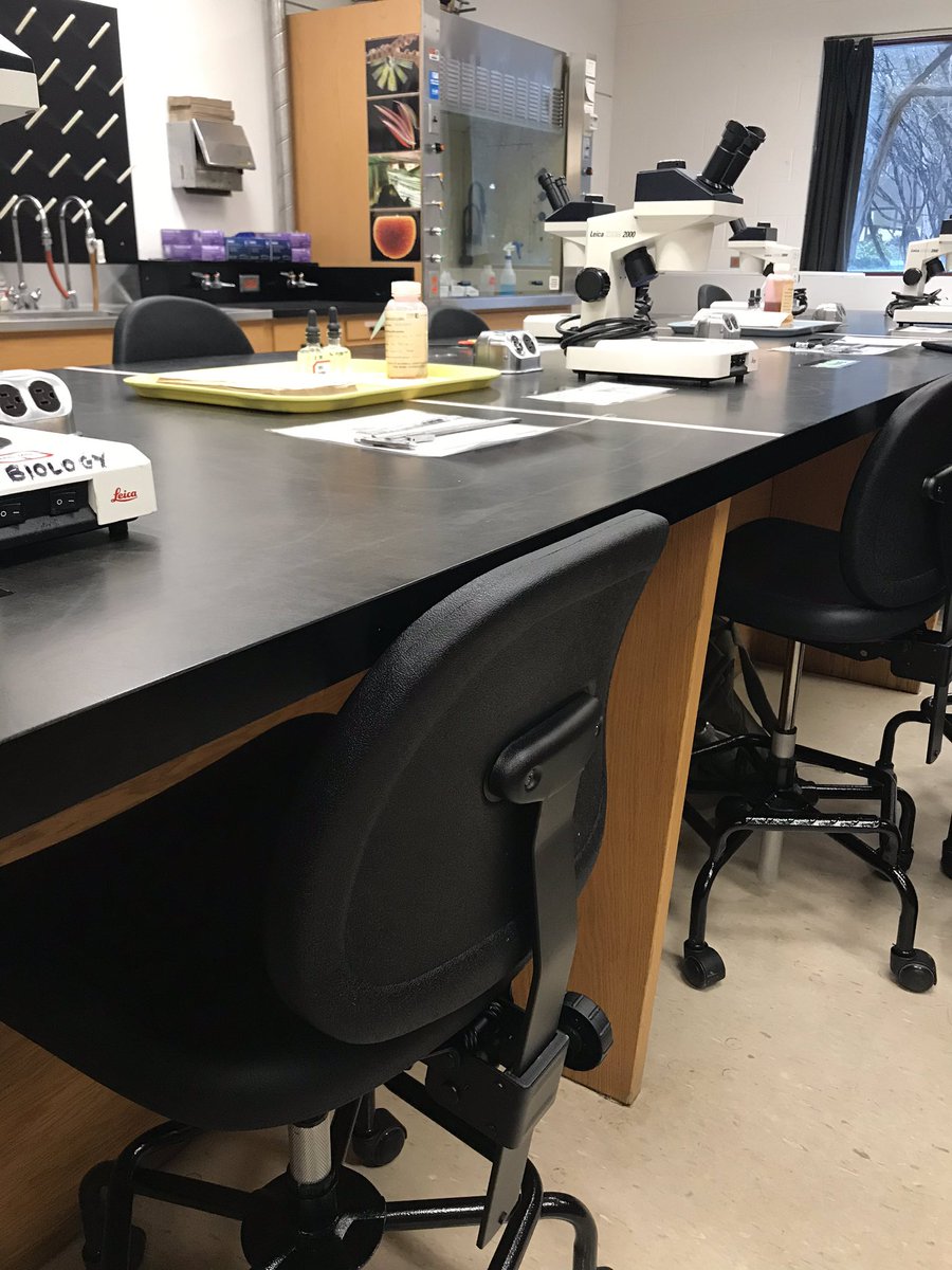 MirandaFerrant3's tweet photo. My lab got new chairs! How exciting! And yes, as a science student who spends many hours in the lab every year, little things like changing the chairs is very exciting. Have you guys experienced the awesomeness that is these new chairs? #biol4095 #lumbers #sciencelab https://t.co/8KMT6Jfwdb