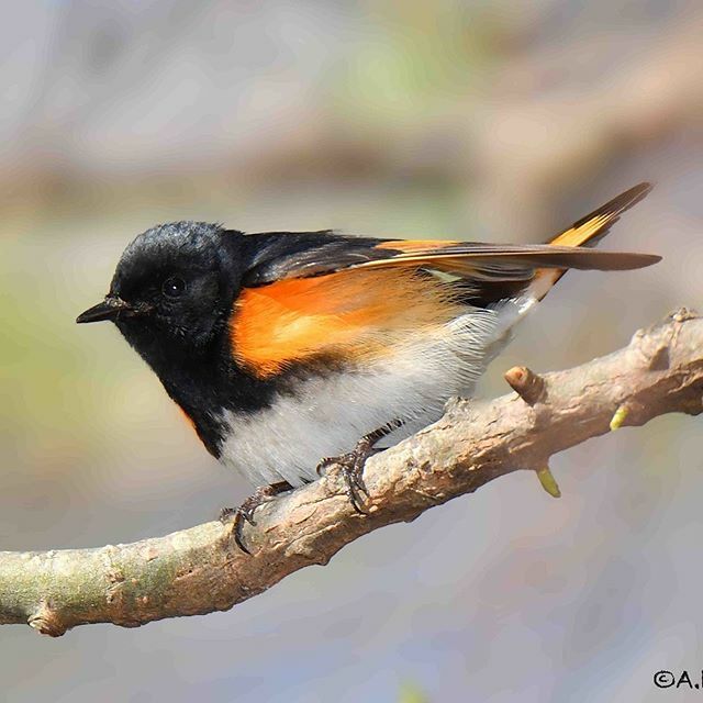 Have you signed up for a spring day trip yet?  Which one?
ift.tt/39hud6d

American Redstart by Alan Lenk
#venturesbirdingtours
.
.
.
#americanredstart #warbler #redstart #ncbirds #ncbirding #828isgreat #naturalnorthcarolina #naturelover #birdyo… ift.tt/2woMyQ0