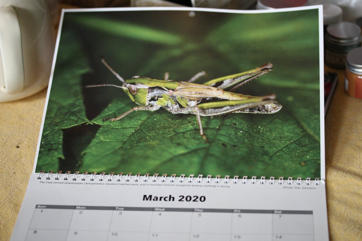 zucchinibeemama's tweet photo. Loving the club-horned grasshopper image for the month of March from @DanJohnsonAB's beautiful 2020 calendar. According to Dan, these early emerging hoppers are important food for nesting birds. #beyondbees #Biodiversity2020 https://t.co/3VdjbqWBU5