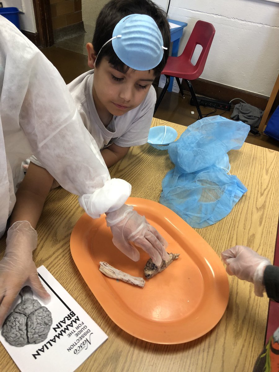 GillespieJerra's tweet photo. Exploring brains hearts and spinal cords #real #handson @PhelpsCenter @BlaineAndrea https://t.co/X5tPFEFmDD