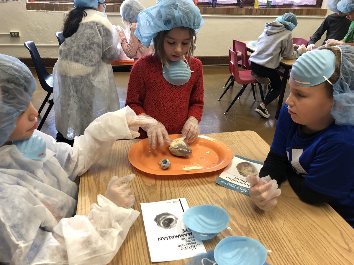 GillespieJerra's tweet photo. Exploring brains hearts and spinal cords #real #handson @PhelpsCenter @BlaineAndrea https://t.co/X5tPFEFmDD