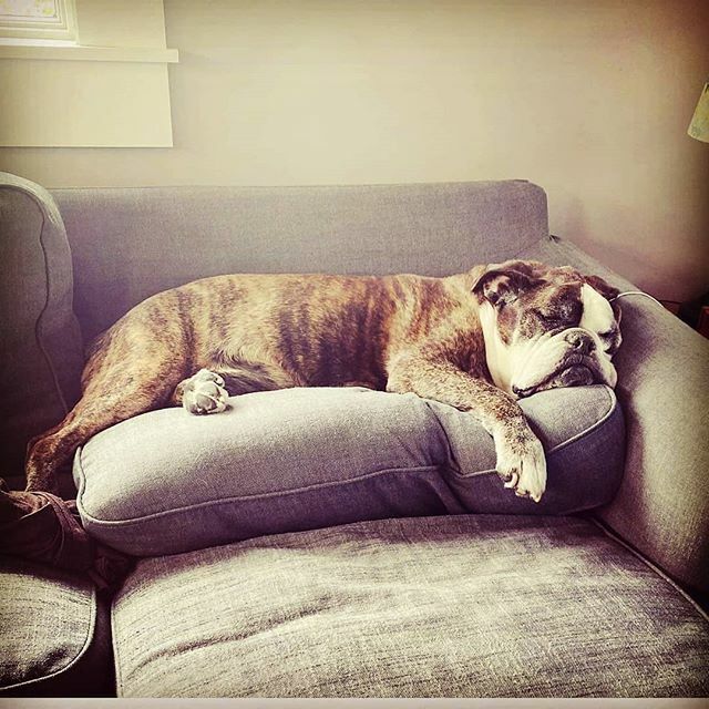 BrewtusRoasting's tweet photo. Monday, without #coldbrewtus be like...
.
#sleeping #bulldogsofinstagram #Brewtus #fuel #bulldog #nitro #brewtusroasting @brewtusroasting @mvlizotte 📷 : @mvlizotte
Reposted from @coldbrewtus https://t.co/XcydC6zW8v https://t.co/35teQfM1Lg