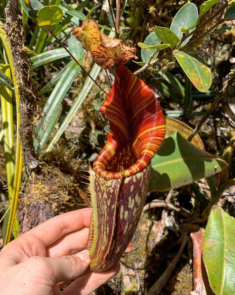 食虫植物N. mollis BE (ネペンテス モーリス) ☆食虫植物☆Nepenthes