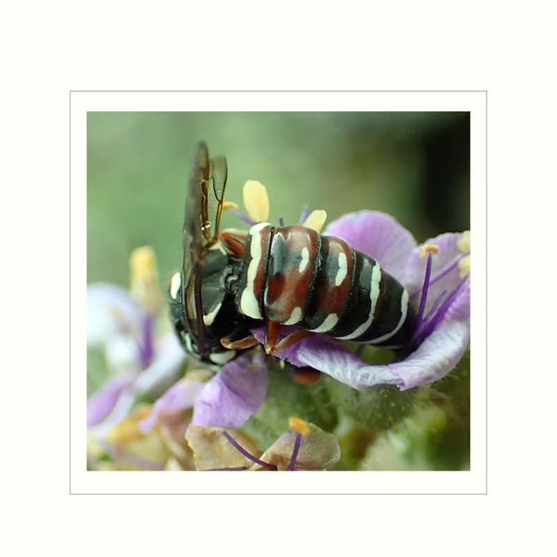 acnc_smeec's tweet photo. "Some bees and wasps are generalist feeders, while others are more specialized. This species of pollen wasp (pseudomasaris) eats pollen and nectar from only one type of plant!" - Julie Stromberg
📷: Julie Stromberg
#learn #explore #experience #SouthMountain #SMEEC https://t.co/Z0nPb5hhTy